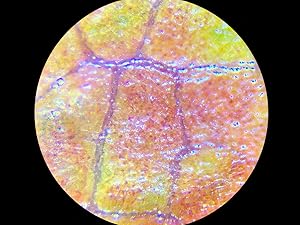 leaf under microscope, leaf under a microscope, microscope magnification, microscope images, carson
