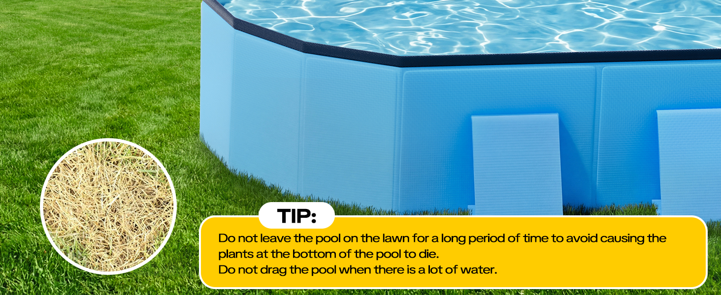 Dog Pool