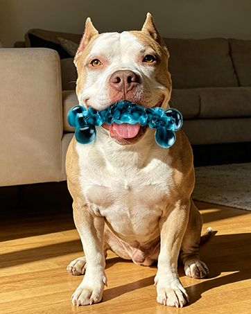 dog toys for aggressive chewers