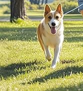 double dog leash