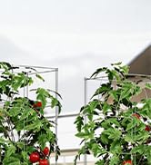 Square Foldable Tomato Cages