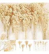65 Pcs Mini Dried Baby's Breath Flowers - 4000+ Pressed Real Natural Gypsophila Bulk for Resin Mo...