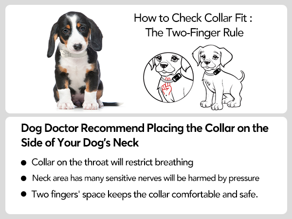 dog collar
