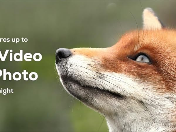 trail camera