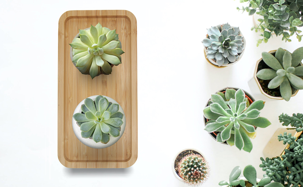 Succulent tray