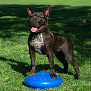 stability disc balance cushion
