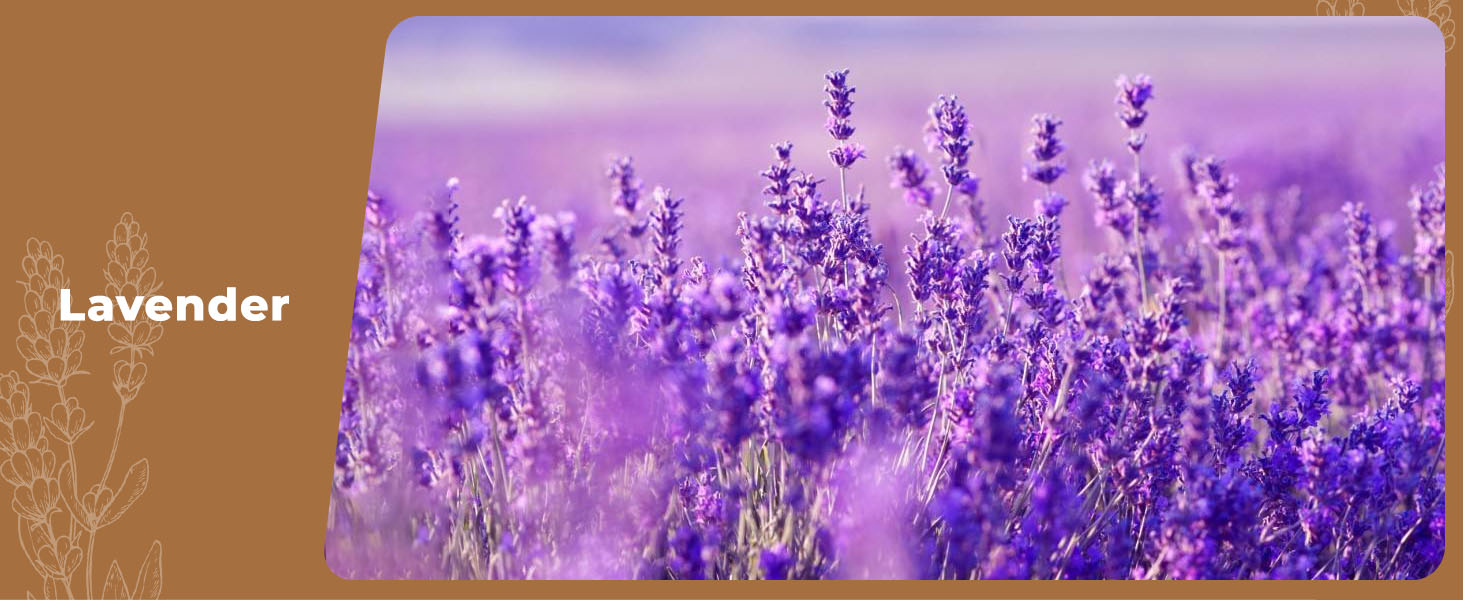 Lavender