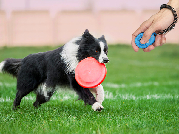 dog training clicker