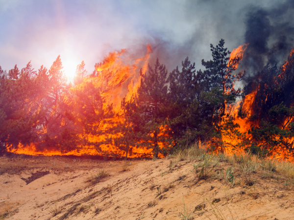 air purifiers for home large room pet True HEPA Air Purifier Large Room bedroom air purifiers