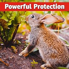 best rabbit repellent strongest most effective safe natural 