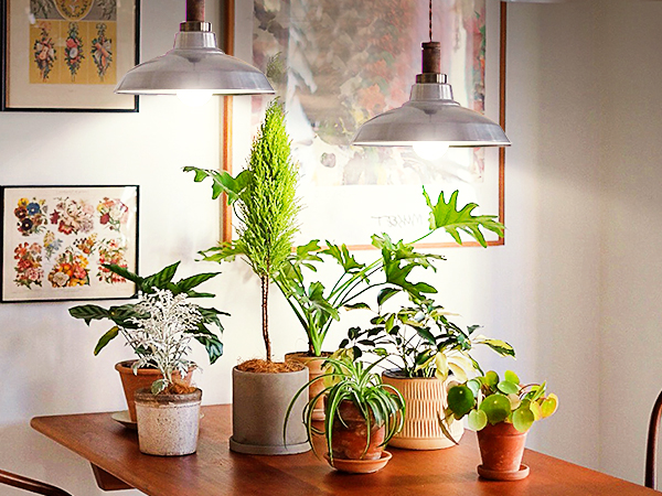 grow light bulb for indoor plants