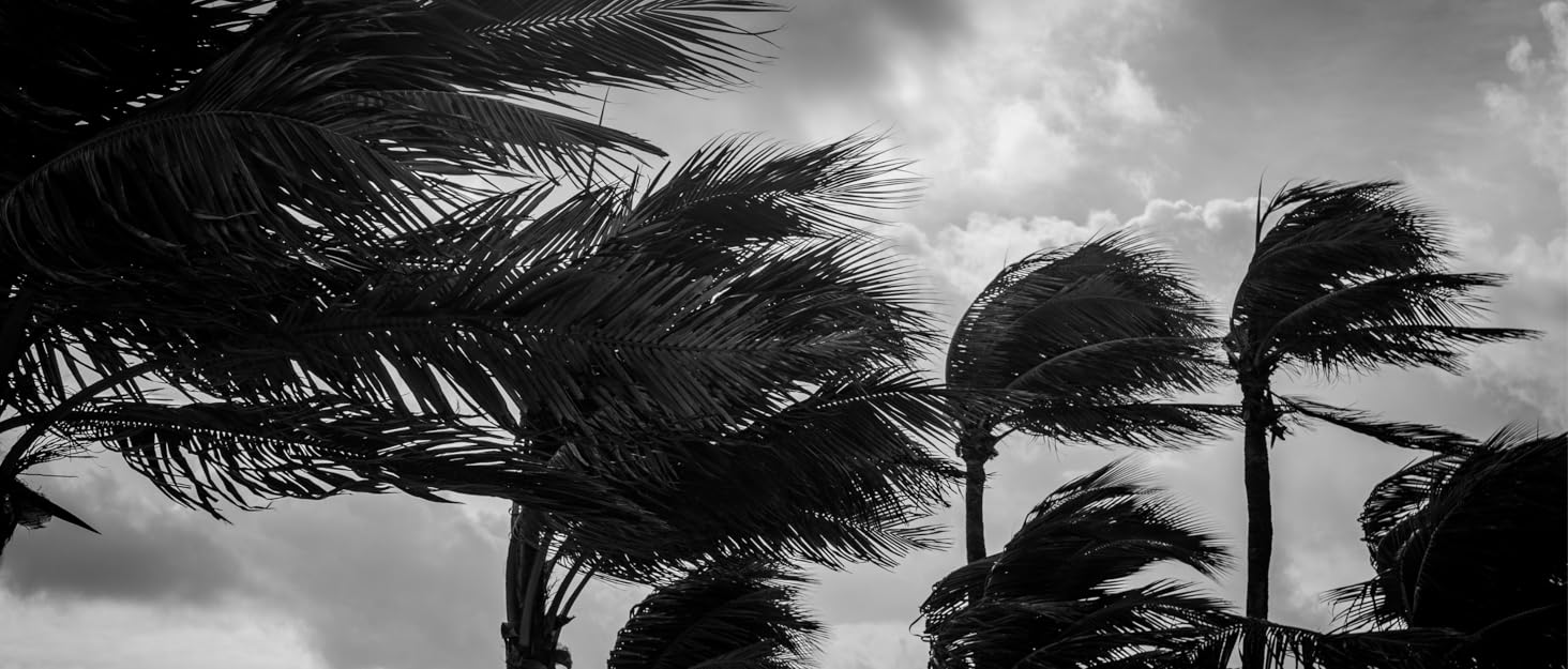 black and white image of palm trees swaying in heavy winds