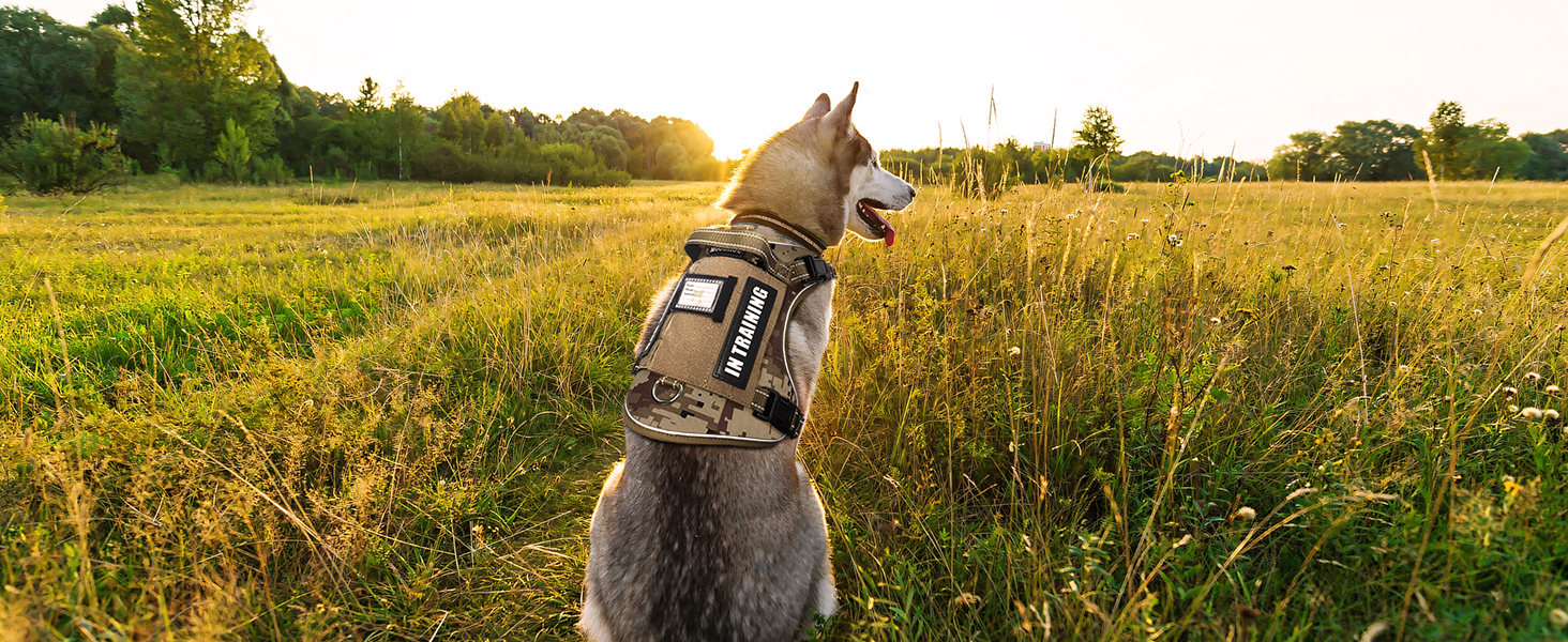 dog hanress camo