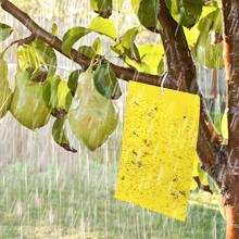 Gnat trap Yellow sticky trap