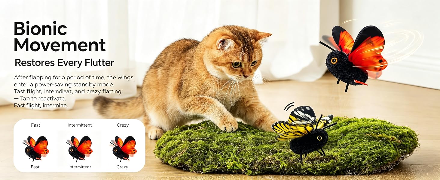 cat toys