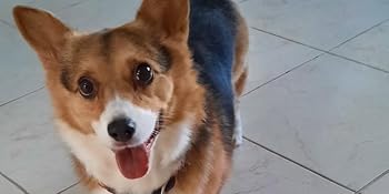 dog brush