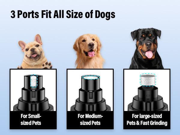 Fit for All Size Dogs