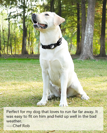 AirTag dog collar