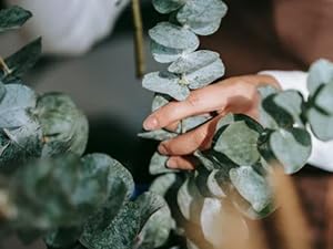 30 eucalyptus