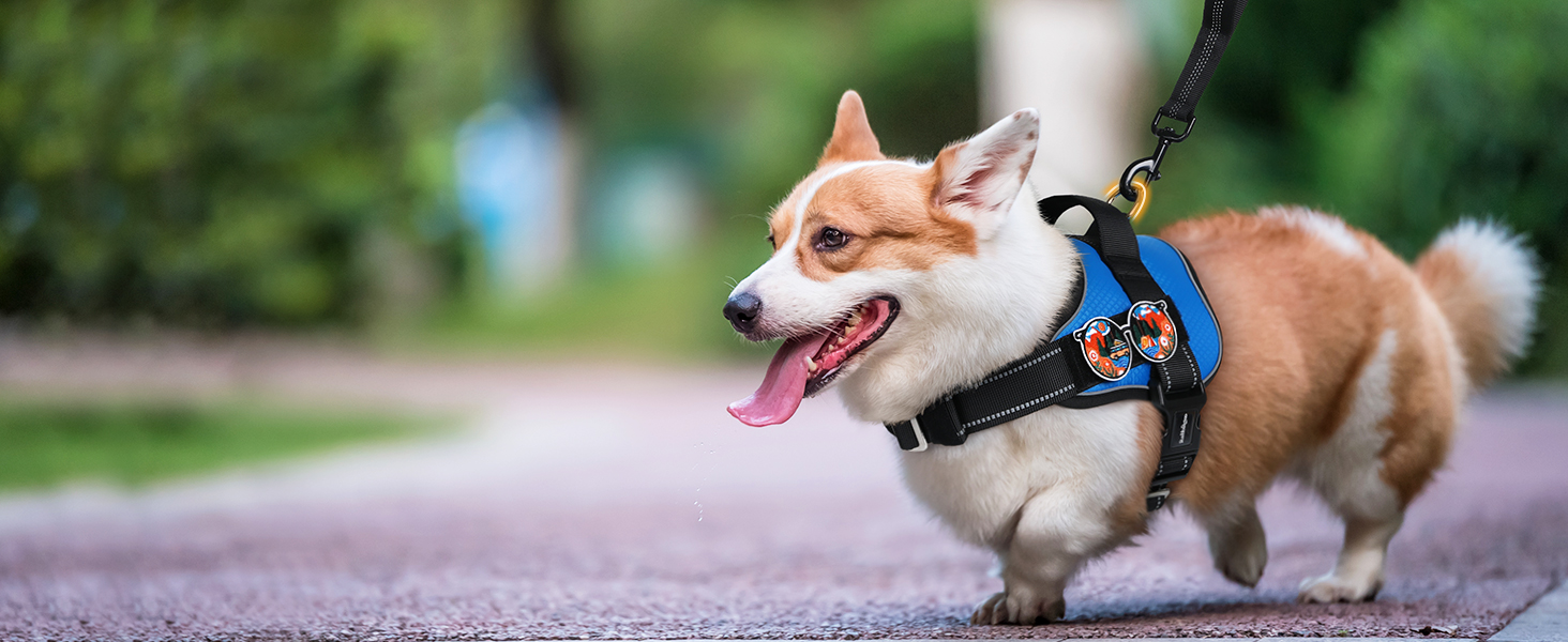 dog harness4-1