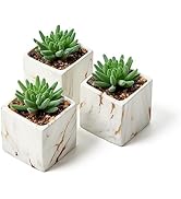Nordik Square Marble Pots with Gold Vein Accents - Set of 3 - Modern Office and Home Decor - Life...