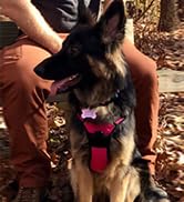 BARKBAY No Pull Dog Harness Front Clip Heavy Duty Reflective Easy Control Handle for Large Dog Wa...