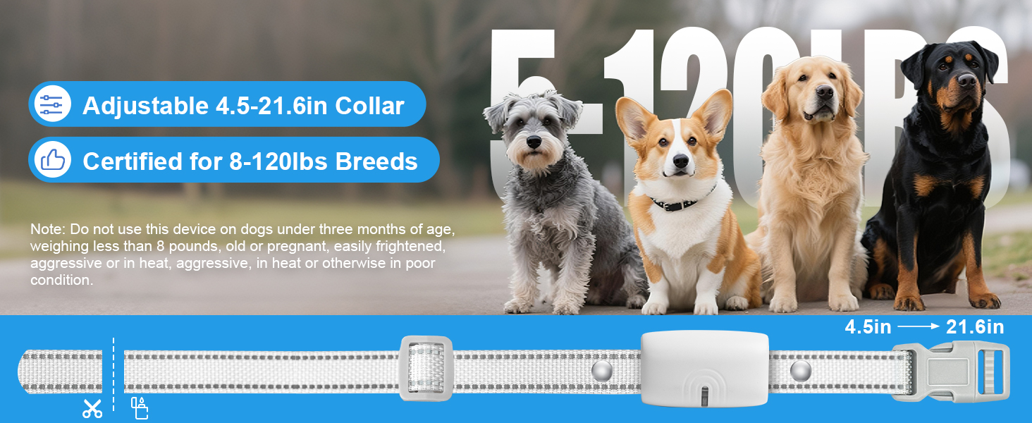 dog shock collar