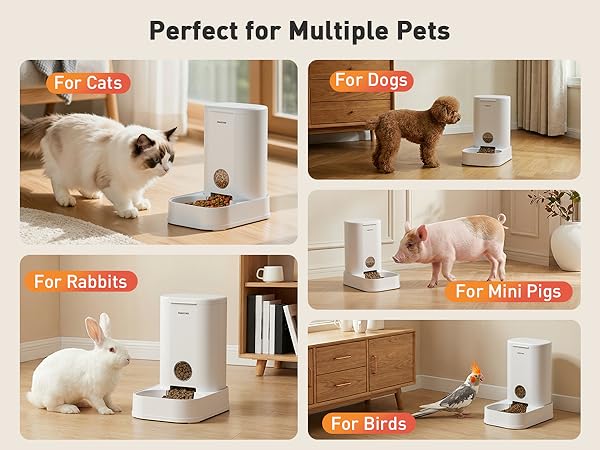 cat feeder automatic