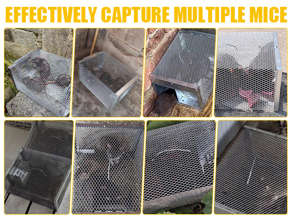 Humane Rodent Trap