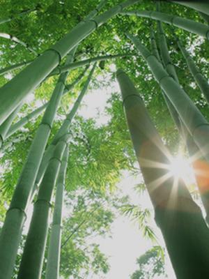 bamboo chopsticks