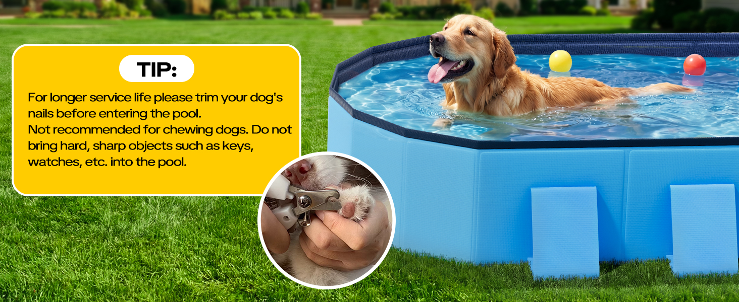 Dog Pool
