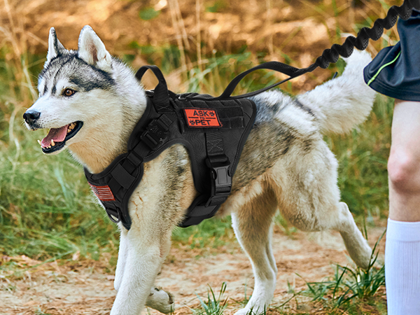 dog harness