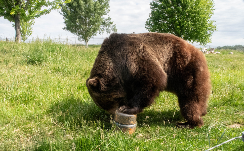 Grizzly bear testing BV ONE IGBC Certified