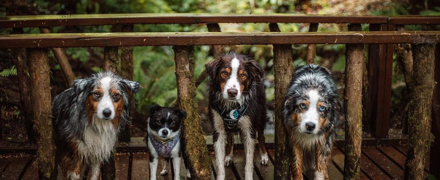 dog harness