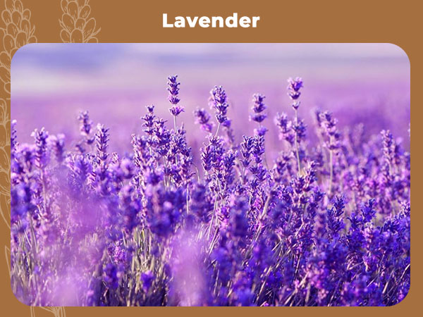 Lavender