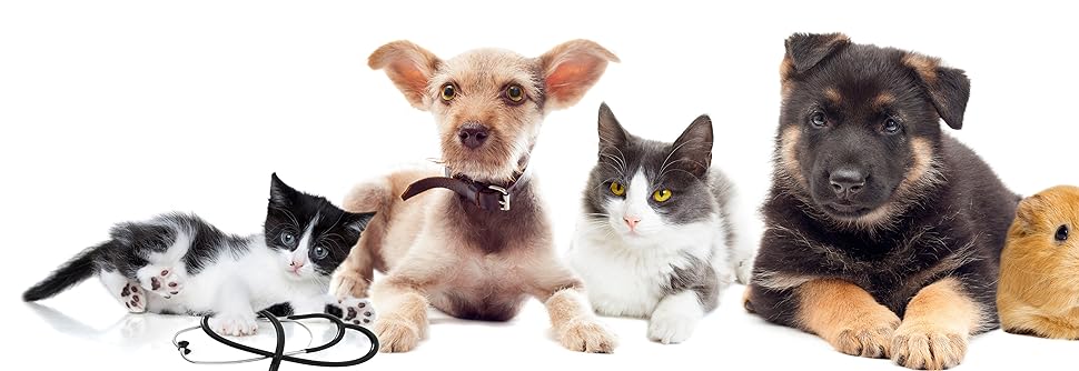  dog collar