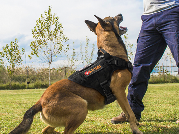 dog harness