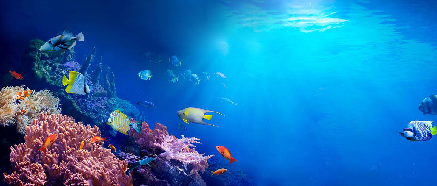 Underwater scene of a vibrant coral reef with colorful tropical fish swimming in blue water. Sunlight filters through the surface.