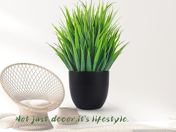 plant decor