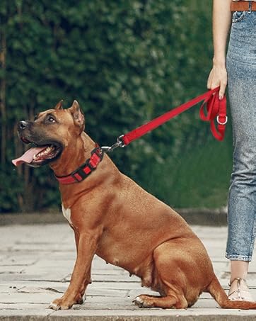 dog harness