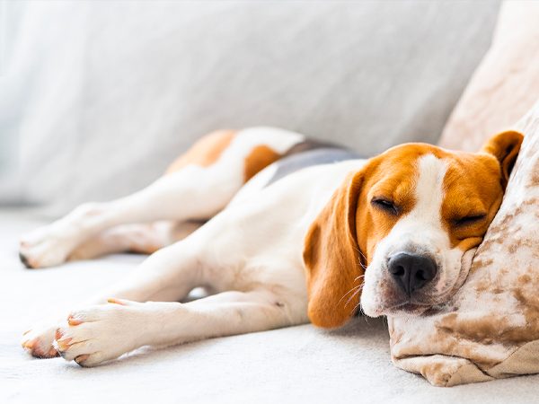 Neutralize common household odors