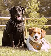 dog harness 01