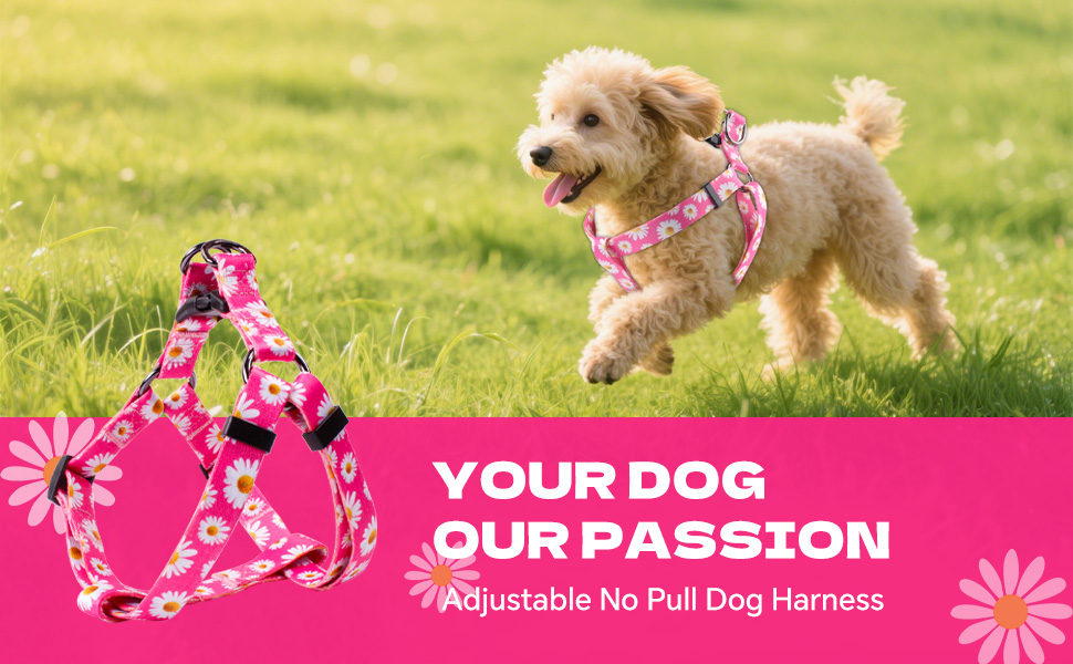 Dog harness