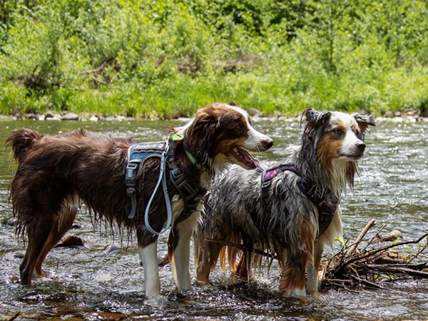 dog harness