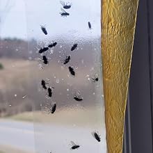 Kensizer window fly trap