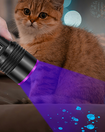 blacklight for pet urine detection