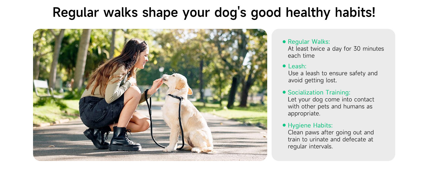 Regular walks shape your dog&amp;amp;amp;#39;s good healthy habits!