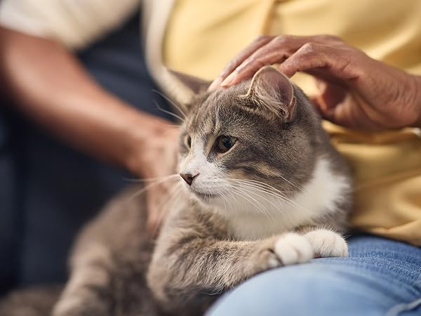 Gray cat sitting on lap - susceptability of pets to carbon monoxide poisoning - Kidde, mobile image