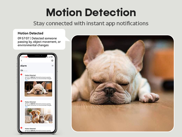 dog feeder automatic