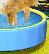 piscina para perros